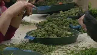 Gov. Holcomb discusses future of medical marijuana in Indiana