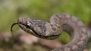 Identifying snakes in the UK... hope it's helpful!