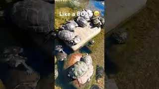 Like a BOSS 😁