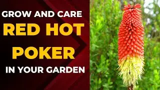 A Blaze of Color: How to Grow and Care for Red Hot Poker Plants in Your Garden