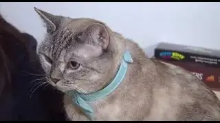 Meet Nala, Instagram's Most Famous Cat | NBC New York