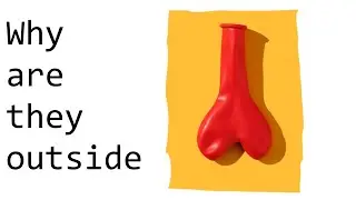 Why are testicles located outside of the body