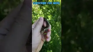 CUTEST BABY SNAKE - Beautiful Aesculapian snake 🐍🐍🐍 #shorts