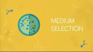 BMS543 G1 UPSTREAM 1: STRAIN DEVELOPMENT | MAI