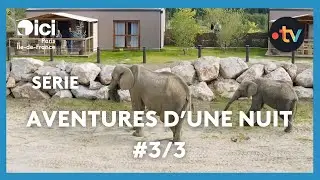 Aventures d'une nuit (3/3) : au c&oelig;ur de Thoiry, pr&egrave;s des animaux sauvages