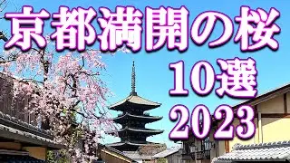 【4K 京都2023満開🌸の桜10選】早咲きの桜名所
