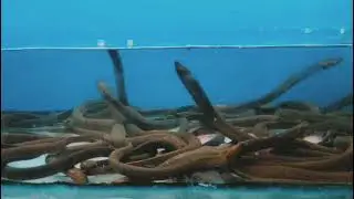 Exotic Electric Snake Fish #kolathurfishmarket 