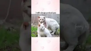 ❤️‍🩹#love Knight cat is hurt, but he worries about the princess more🥹Journey Under the Midnight Sun