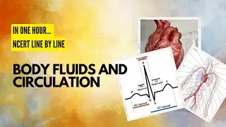 Body Fluids And Circulation | Class 11 | One shot| NCERT line by line| NEET 2023