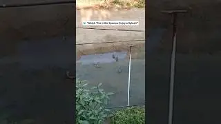 🐦 &ldquo;Watch This Little Sparrow Enjoy a Splash!&rdquo;                 #music #shorts #nature #sparrow #birds