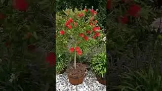 Callistemon speciosus Plant #shorts #trending #plants #nature