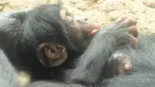 イブキ頑張る！　２　　Ibuki strive to stand  チンパンジー　多摩動物公園