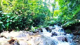 Forest River Ambience for Night Relaxation