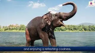 Fascinating Elephants | Let's Discover English Course Book Grade 4 | Periwinkle