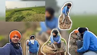 ਗੰਡੇ ਲਵਾਏ 😀 #vlog #farmingvlogs #trendingvlogs #punjabivlogs #indianvlog 