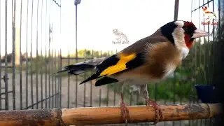 лучший щегол для стимуляции любой самки