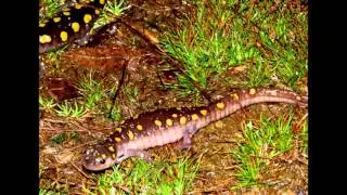 Spotted Salamanders Migrate to Music
