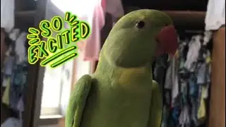 Full flighted parrot loves showing off his flying skills.