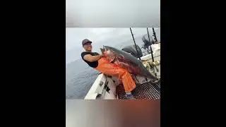 NorCal 150lb dressed bluefin tuna on Madmacs