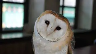 How to tell if an owl is nocturnal, diurnal or crepuscular