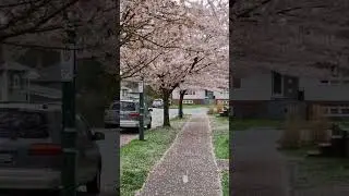Cherry Blossoms in Vancouver B.C. #streaming #Vancouver #Canada