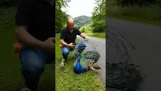 A Kind-Hearted Man Saves a Peacock Trapped in Wire #animals #wildliferescue #wildlife #peacock