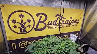 smoking monkey genetics, Critical 22 day 26 above soil. Humboldt Apple Blossom
