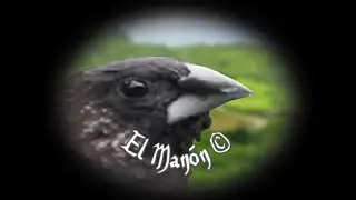 🕊️ Canto del Manón 🕊️