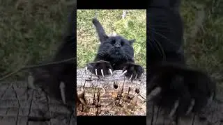This Cat Will Make Your Day Better 😻 | Cute & Funny Cat Moments