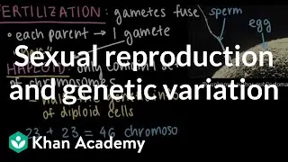 Sexual reproduction and genetic variation | Middle school biology | Khan Academy