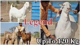 Up to 120 kg Legend Goat farm | Only Quality Goat | Mumbai