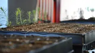 Da Ros - Transplanter - TP MT