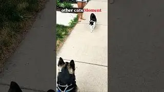 cats fighting 😾😼 with active way and Moment #trending #shorts