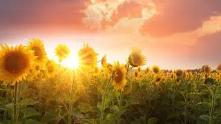 September~Patterns, Navigating emotions, preparations, Light Language activations #healing #love