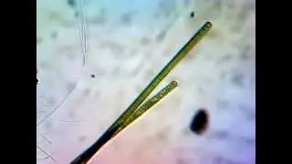 Oscillatoria sp.