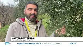 LUNIGIANA: ALLARME INSETTI, MONITORAGGIO E SPERIMENTAZIONE PER COMBATTARE LA CECIDOMIA