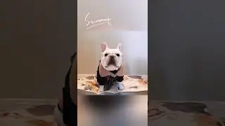 French Bulldog Fashion: Checkered Chic for Your Stylish Pup! 🐾🕶️