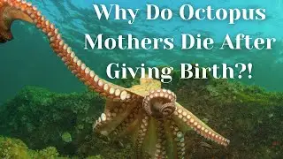 Why Do Octopus Mothers Die After Giving Birth?!