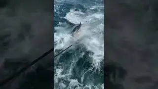 Bluefin Tuna Fishing off Cape Cod with Shark Shark Tuna Fishing Charters