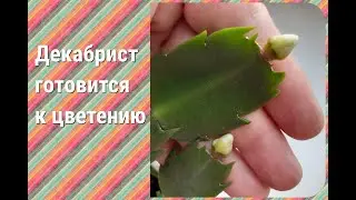 У декабристов появились бутоны))