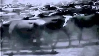 Bovet Cattle Tunnel