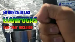 Llampugas con Octokill | Se&ntilde;uelo de Currican