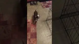 Boston Terrier barking