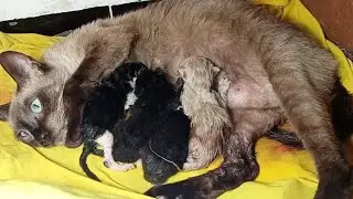cat give birth to 04 big cute kittens / they eat and sleep together with their mother's