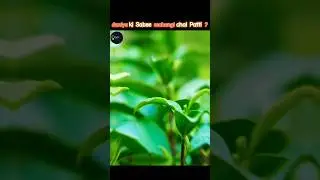 duniya ki Sabse mahangi chai Patti #shorts #facts