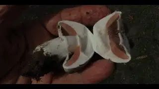Agaricus bresadolanus   Greece by  Theo