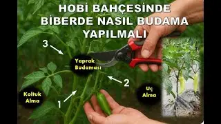 Biber Yetiştiriciliğinde Budama Nasıl Yapılmalı 3 Temel Budama