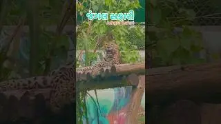 જંગલ સફારી | statue of unity | Jungle Safari | Travel | clickmeyaar #junglesafari