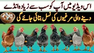 sabse jyada ande dene wali murgi ki nasl |eggs chicken farming business plan video || wasday deray 