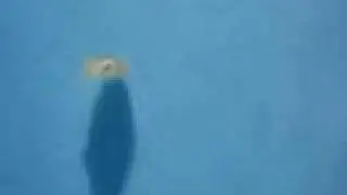 Seppie nate in cattivit&agrave;